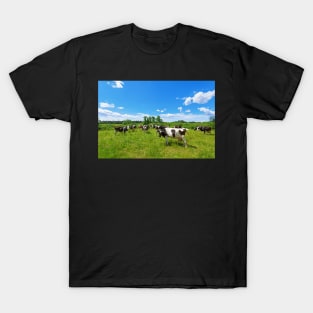 A herd of Holstein Friesian cows grazing on a pasture under blue cloudy sky T-Shirt